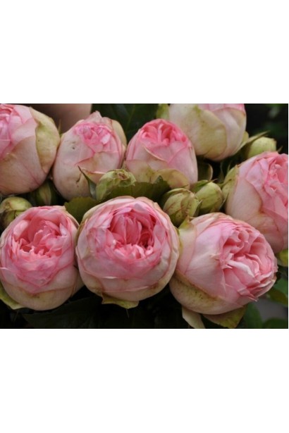 Ніжно-рожеві троянди Брайдал Піано з світло-зеленими зовнішніми пелюстками